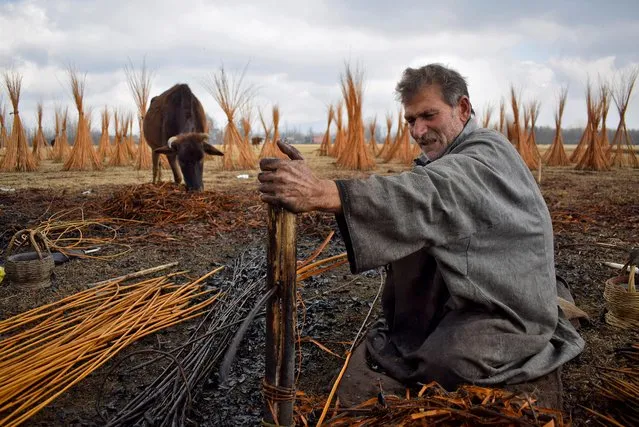A Kashmiri man prepares twigs to make “Kangris”, traditional fire pots made of clay and twigs, in which hot charcoal is kept, at a field in Shallabugh village in Ganderbal district, November 26, 2020. (Photo by Sanna Irshad Mattoo/Reuters)