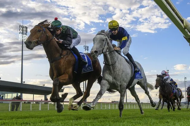Michael Dee riding D'aguilar defeats Jordan Childs riding White Marlin (r) in Race 1, the William Newton Vc Handicap, during Melbourne Racing at Pakenham Racecourse on April 27, 2023 in Pakenham, Australia. (Photo by Vince Caligiuri/Getty Images)