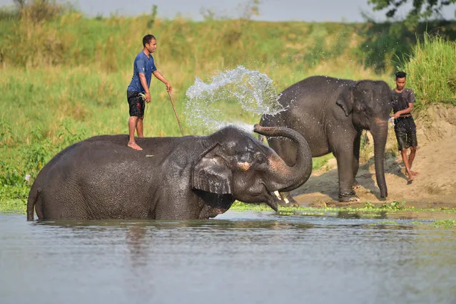 Mahouts give baths to elephants at the Pobitora Wildlife Sanctuary in Morigaon district of India's northeastern state of Assam on May 7, 2023. (Photo by Xinhua News Agency/Rex Features/Shutterstock)