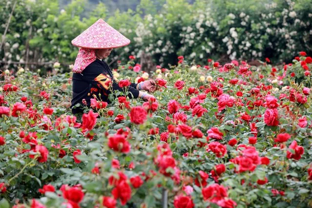 A farmer takes care of flowers in Hangzhou, in China's eastern Zhejiang province on May 5, 2023. (Photo by AFP Photo/China Stringer Network)