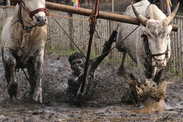A farmer holds on as he is dragged through the mud alongside his speeding oxen while competing in the traditional plow race in Dervan, India, August 22, 2024. (Photo by Rajanish Kakade/AP Photo)