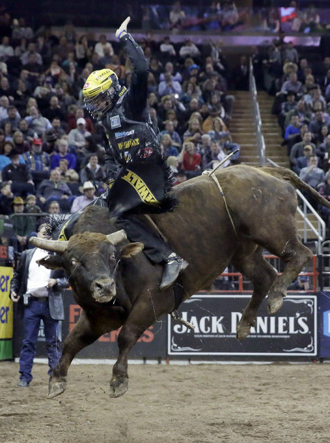 Matt Triplett, from Columbia Falls, Mont., rides The Marlin during the Professional Bull Riders Buck Off, in New York's Madison Square Garden, Saturday, January 17, 2015. (Photo by Richard Drew/AP Photo)