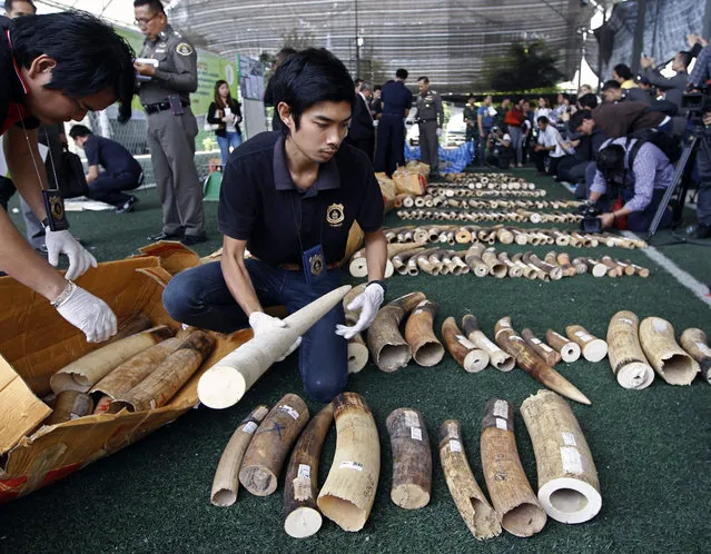 Thai customs officers adjust confiscated smuggled African elephant tusks at the Customs Department in Bangkok, Thailand, 18 December 2015. Thai authorities seized more than 700 kilograms made up of 113 tusks and 168 pieces of smuggled African elephant tusks at an airport on Koh Samui island, Thai Customs said. The Convention of International Trade in Endangered Species of Wild Fauna and Flora (CITES) has banned the illegal trade in ivory since 1989. (Photo by Rungroj Yongrit/EPA)
