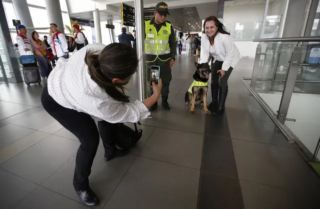 A woman poses for a photo with drug dog Sombra at the El Dorado airport in Bogota, Colombia, Thursday, July 26, 2018. Sombra’s detective work is needed now more than ever as Colombia wrestles with soaring coca production that is testing traditionally close relations with the United States. (Photo by Fernando Vergara/AP Photo)