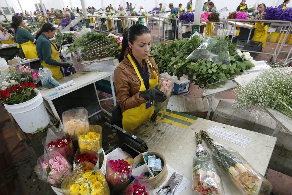 Colombian Floral Industry in Bloom for Valentine's Day