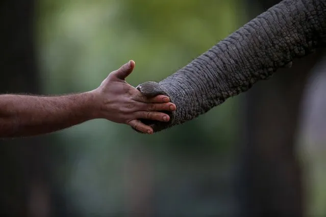 In this August 7, 2018 photo, Zoo Keeper Mariano Narvaez trains Pupy, and African elephant at the “eco-park” in Buenos Aires, Argentina. (Photo by Natacha Pisarenko/AP Photo)