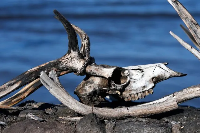 A charred deer skull sits along the sea wall following the wildfire on Saturday, August 12, 2023, in Lahaina, Hawaii. (Photo by Rick Bowmer/AP Photo)