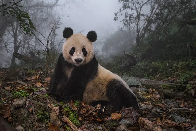 Panda, Wolong nature reserve, Sichuan province, China, 2015. (Photo by Ami Vitale/National Geographic)