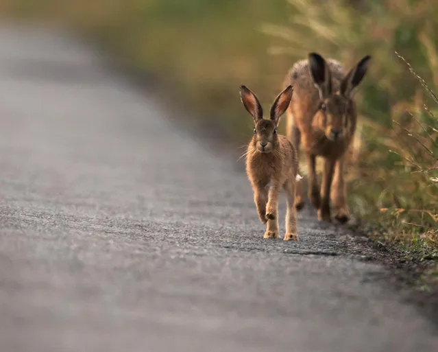 A brown hare and offspring frolic in Gloucestershire. (Photo by Jerome Murray/Alamy Stock Photo)