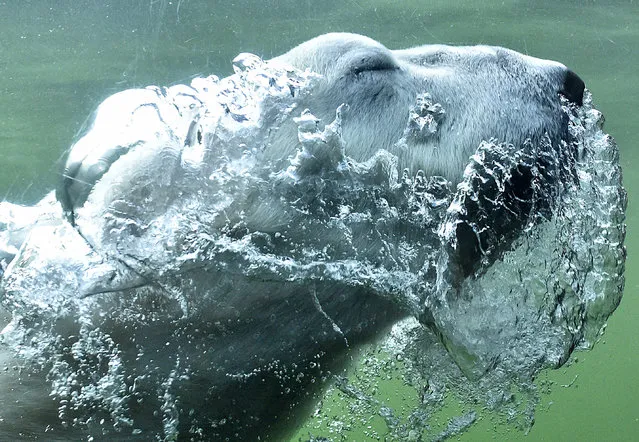 A polar bear blows bubbles as he dives in the water at its enclosure during warm late summer weather at the zoo in Gelsenkirchen, Germany, Tuesday, October 16, 2018. (Photo by Martin Meissner/AP Photo)