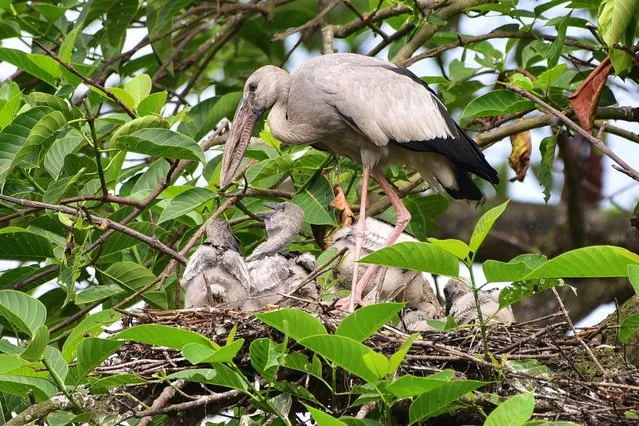 Openbill storks seen with new born chicks on their nest on the top of a tree in Nagaon district in the northeastern state of Assam, India on September 27, 2023. (Photo by Anuwar Hazarika/NurPhoto/Rex Features/Shutterstock)