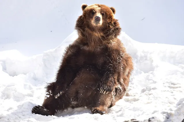 Grizzly bear seen at the Bronx Zoo on January 25, 2016 in New York City. (Photo by James Devaney/WireImage)