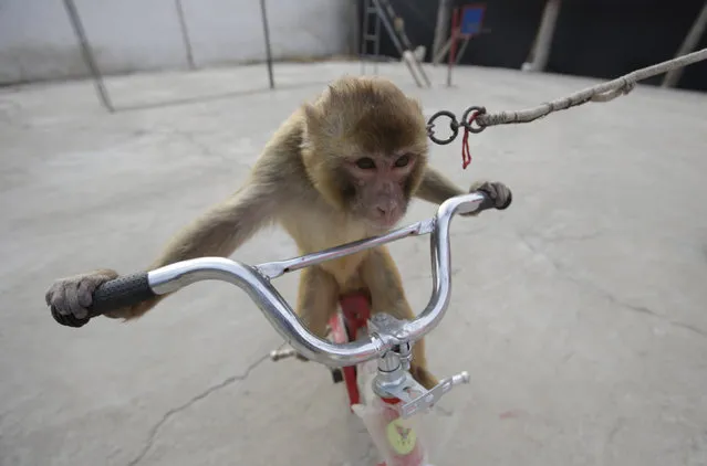 A monkey rides a bicycle during a daily training session at a monkey farm in Baowan village, Xinye county of China's central Henan province, February 3, 2016. (Photo by Jason Lee/Reuters)