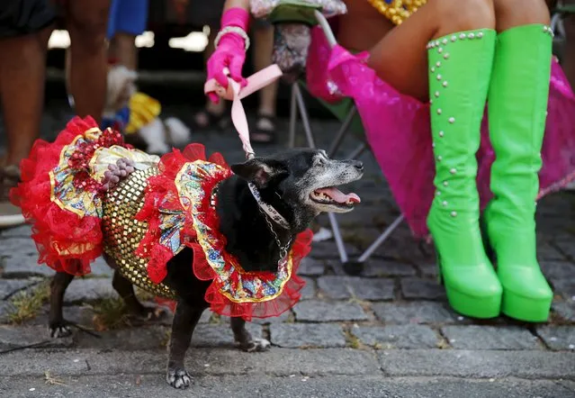 A carnival reveller and her dog take part in the “Blocao” or dog carnival parade during carnival festivities in Rio de Janeiro, Brazil, February 6, 2016. (Photo by Sergio Moraes/Reuters)