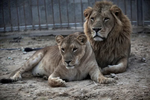 A pair of African lions, new parents of a male, Fajer, and a female, Sejeel, rest at Besan Zoo in Beit Lahiya, northern Gaza Strip, Tuesday, Nov. 19, 2013. (Photo by Hatem Moussa/AP Photo)