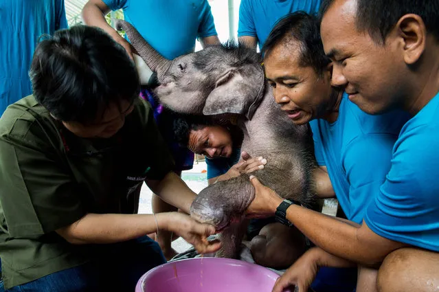 Six month- old baby elephant “Clear Sky” gets her injured leg treated by veterinarian Padet Siridumrong (L) while assisted by her elephant guardians after a hydrotherapy session at a local clinic in Chonburi province on January 5, 2017. (Photo by Roberto Schmidt/AFP Photo)