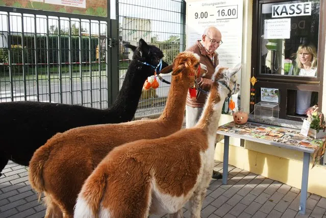 82-year-old Bernd Dysel,  and the three Tierpark alpacas Nelly, Lara Madonna and Peaces (r-l) greet the cashier from their zoo after a walk in the park in Delitzsch, Saxony on November 3, 2023. For 15 years, every Friday has been walk day for the three alpaca ladies, making it one of the most varied days of the week. The former marketing manager, who is known in his area as an alpaca breeder and alpaca whisperer, shares his love of alpacas in his retirement with his wife Anita, who worked as a traffic education lecturer. For both of them and the three residents of the zoo, the hour-and-a-half walk in the meadows and the adjacent park has become a fixed ritual in all weathers, much to the delight of visitors and walkers. (Photo by Waltraud Grubitzsch/Avalon)