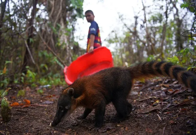 Eddy the badger is pictured as Nicanor goes to leave water and fruits for the animals affected by the fires, in San Buenaventura, Bolivia on November 26, 2023. (Photo by Claudia Morales/Reuters)