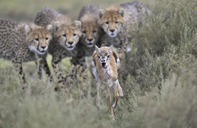 When photographer Grégoire Bouguereau saw a female cheetah catch a Thomson's gazelle calf and bring it – alive – to her cubs, he guessed that a hunting lesson was about to begin. At first the cubs didn't notice the prey in their midst, Bouguereau said, but as soon as the calf struggled to its feet, the cheetahs' predatory instincts were triggered. “Each cub's gaze locked on to the calf as it made a break for freedom”, Bouguereau said in a statement. (Photo by  Grégoire Bouguereau)