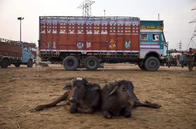 In this April 2, 2015 photo, buffalo calves lie in front of a truck used to transport them at Ghazipur slaughterhouse complex in New Delhi, India. India is the world's second-largest exporter of beef, but with the victory of Prime Minister Narendra Modi's Hindu nationalist Bharatiya Janata Party last year, the industry is facing tougher bans on slaughter. (Photo by Saurabh Das/AP Photo)