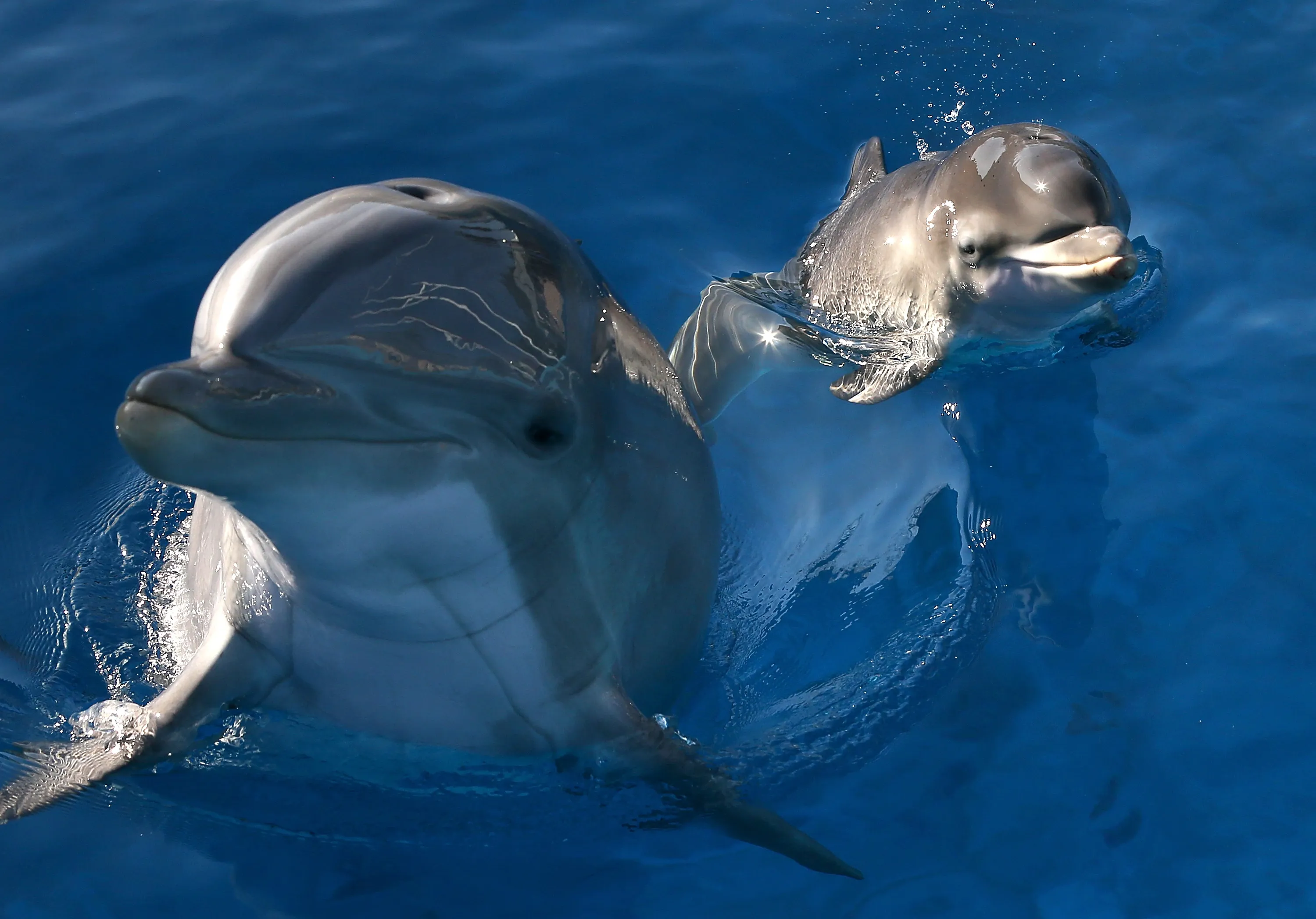 Дельфин издает звуки. Дельфин-Афалина. Дельфин Афалина самка. Черноморская Афалина. Дельфин Афалина и рыбы.