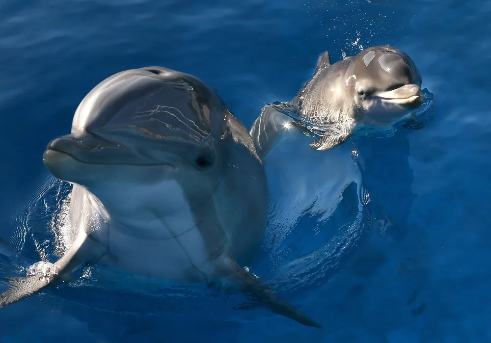 Simply Some Photos: Animal Babies