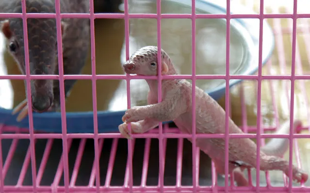 A newborn baby pangolin climbs the walls of a cage in Bangkok, Thailand April 20, 2011. The Thai custom office showed 175 pangolins they found hidden in a truck heading into Bangkok. (Photo by Damir Sagolj/Reuters)