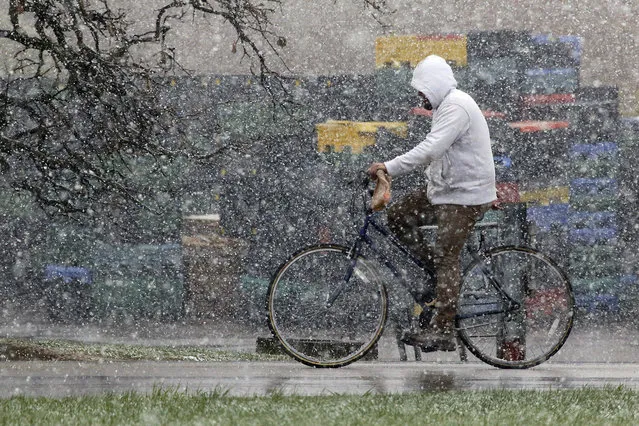 A man rides his bike through the snow along Allanson Road in Mundelein, Ill. Saturday morning, April 27, 2019. (Photo by Stacey Wescott/Chicago Tribune via AP Photo)