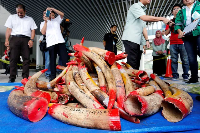 Seized ivory is seen before being destroyed at a waste management centre in Seremban, Negeri Sembilan, Malaysia, April 30, 2019. (Photo by Lai Seng Sin/Reuters)