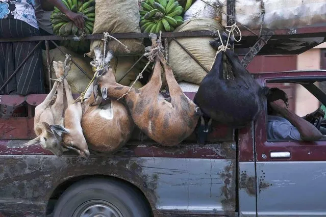 Goats tied to the railing of a truck, after they were purchased at a market, are transported in Port-au-Prince, Haiti, Friday, November 5, 2021. (Photo by Matias Delacroix/AP Photo)