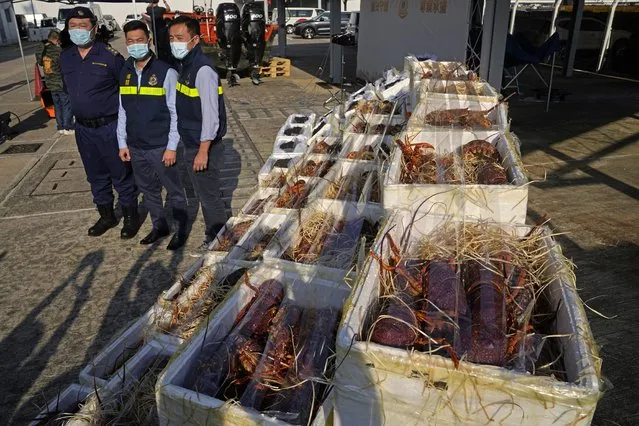 Hong Kong Customs officials pose beside lobsters seized by the Hong Kong Customs during an anti-smuggling operation are displayed at a news conference in Hong Kong, Tuesday, November 16, 2021. Hong Kong authorities said Tuesday that it had seized about 2000 pounds each of live lobsters and sea cucumbers valued around US$ 1.28 million, believed to be bound for mainland China, months after Beijing restricted imports of lobsters from Australia amid escalating tensions between the two countries. (Photo by Kin Cheung/AP Photo)