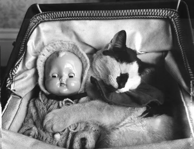 1954: Whisky the cat was babysitting for young Jaqueline Hewitt's doll, but found it so comfortable in the pram that he fell asleep on the job