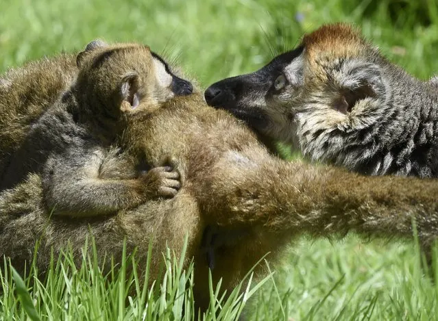 A six week old Red-Fronted Lemur hangs on to its mother at Anna Ryder Richardson's Welsh Zoo in Tenby, Wales, Britain May 15, 2015. (Photo by Rebecca Naden/Reuters)