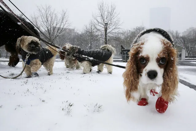Dogs walk through the snow during a spring snow storm in Boston, Massachusetts April 4, 2016. (Photo by Brian Snyder/Reuters)