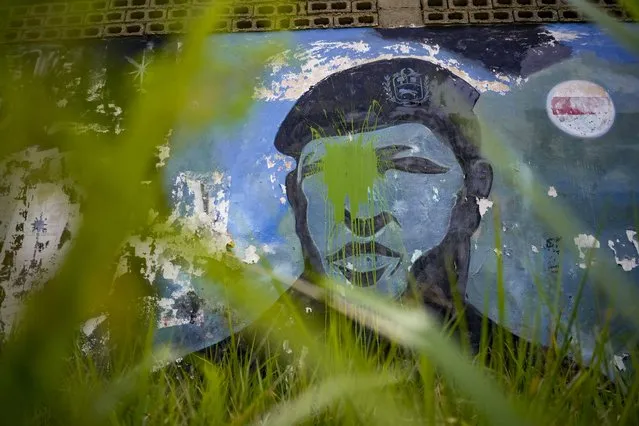 Grass grows around a mural of the late President Hugo Chavez's in his home state of Barinas, in Barinas, Venezuela, Friday, January 7, 2022. (Photo by Matias Delacroix/AP Photo)