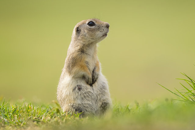 A Spermophilus is seen on a pasture area during the spring season in Konya, Turkiye on April 30, 2024. Spermophilus, also known as ground squirrels, are one of the most common rodent species in the Anatolian steppes and prefer pastures as they cannot survive in wooded areas. (Photo by Alper Tüyte/Anadolu via Getty Images)