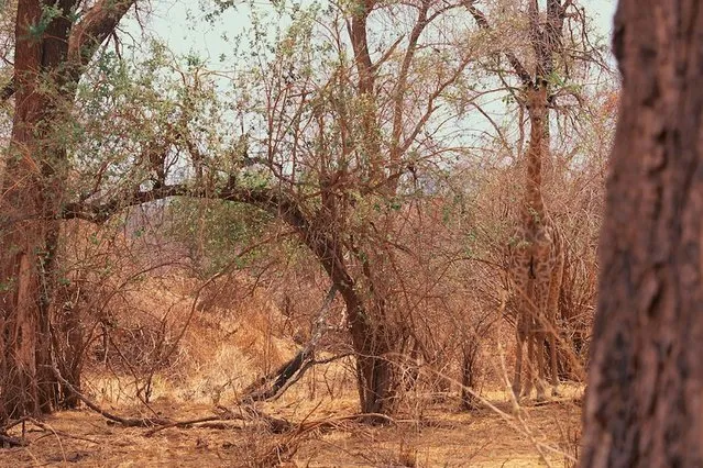 Tall story: Can you spot the giraffe? (Photo by Caters News)