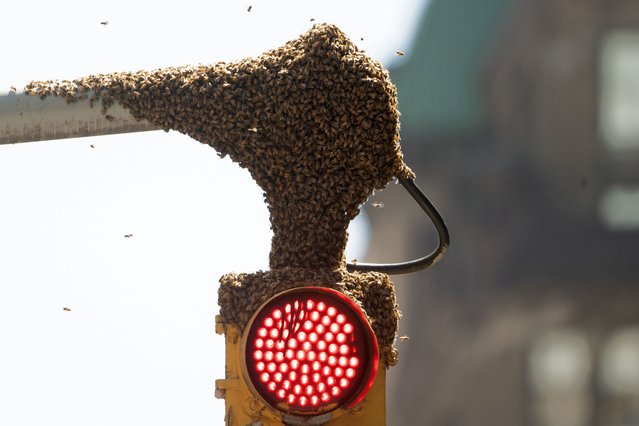 A colonly of honey bees swarms one of the traffic lights on 41st Street and Broadway on May 1st, 2024. Bees would frequest the area, even finding residence in the flowerbeds rooftop of WeWork offices at 1460 Broadway in prior seasons. (Photo by Derek French/Rex Features/Shutterstock)