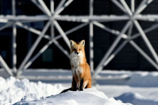 A fox stands on a snow hill as extreme cold weather hits Montreal, Canada January 21, 2022. It was minus 22 celsius in the early morning in Jean Drapeau-Park. (Photo by Bernard Brault/Reuters)