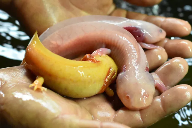 A worker shows an axolotl in a hatchery to preserve the species in Mexico City, Mexico on August 19, 2019. The Mexican axolotl is a species of caudate amphibian of the Ambystomatidae family, it is a salamander with the unusual feature of retaining its larval features in its adult life. A close relative of the tiger salamander, it can be quite large, reaching lengths of up to 30cm, although its average size is 15cm. (Photo by Action Press/Rex Features/Shutterstock)