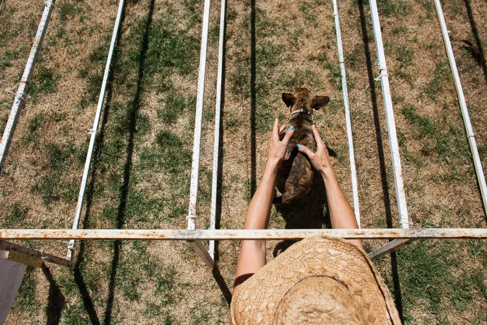 The Running of the Chihuahuas