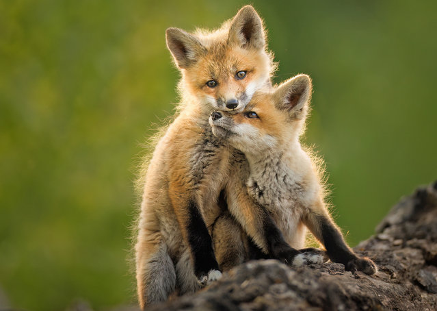 Two fox cubs play together in Lac La Biche, Alberta, western Canada in the second decade of June 2024. (Photo by Donna Feledichuk/Solent News)