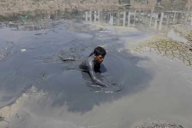 An Indian municipal worker searches for fish prior to rescuing them from a dried lake at Ratanpura in Ahmadabad, Gujarat, India, Wednesday, May 11, 2016. Much of India is reeling under a weekslong heat wave and severe drought conditions that have decimated crops, killed livestock and left at least 330 million Indians without enough water for their daily needs.Rivers, lakes and dams have dried up in parts of the western states of Maharashtra and Gujarat, and overall officials say that groundwater reservoirs are at just 22 percent capacity. (Photo by Ajit Solanki/AP Photo)