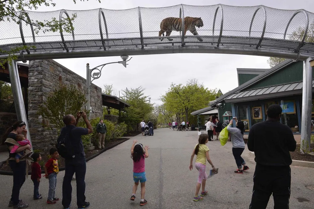 Big Cat Crossing in Philadelphia