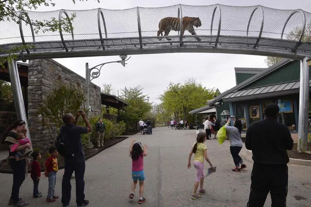 An Amur tiger walks over the new Big Cat Crossing as visitors look on at the Philadelphia Zoo in Philadelphia, Pennsylvania May 7, 2014. The new animal exploration trail experience called Zoo360 of see-through mesh trails enables animals to roam around and above Zoo grounds. (Photo by Charles Mostoller/Reuters)