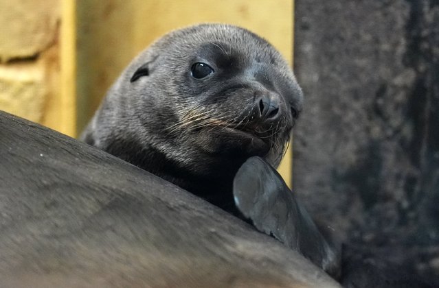 Nessie, a California sea lion pup recently born at Blair Drummond Safari and Adventure Park, near Stirling, UK. Picture date: Thursday July 11, 2024. (Photo by Andrew Milligan/PA Images via Getty Images)