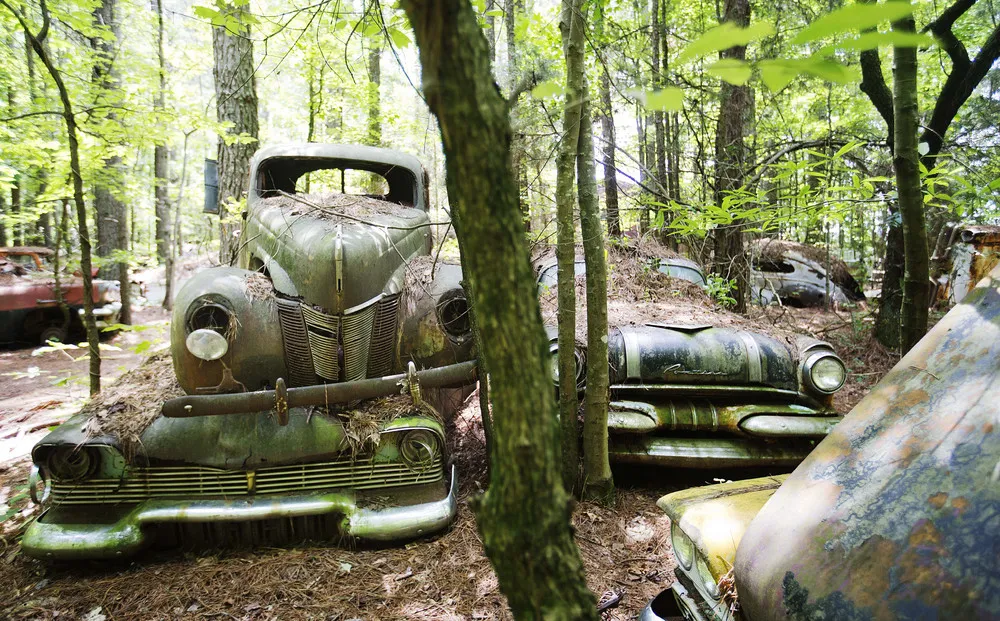 In Rural Georgia, a Junkyard of Classic Cars