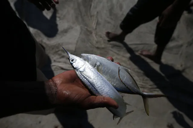 A youth holds two fish he was given for helping fishermen pull in their net, which held about two dozen small fish, on a beach near Jacmel, Haiti, Sunday, October 6, 2019. (Photo by Rebecca Blackwell/AP Photo)