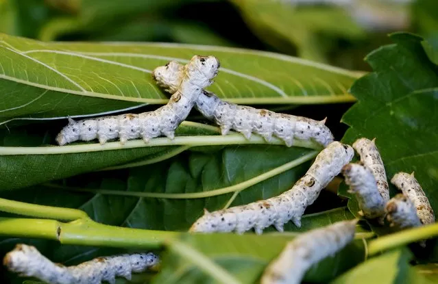 Two late-developing silkworms are seen as they munch on piles of locally-grown mulberry leaves at the CRA agricultural research unit in Padua, Italy, June 4, 2015. (Photo by Alessandro Bianchi/Reuters)