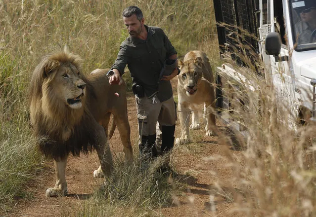 In this photo taken on Wednesday March 15, 2017, Kevin Richardson, popularly known as the “lion whisperer”, takes two of his lions for a walk in the Dinokeng Game Reserve, near Pretoria, South Africa. Richardson seeks to raise awareness about the plight of Africa's lions, whose numbers in the wild have dwindled in past decades. (Photo by Denis Farrell/AP Photo)